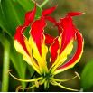 Glorioza  - Gloriosa