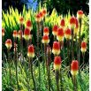 Kniphofia czerwono-żółta - Płonąca Pochodnia - 1 szt.
