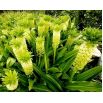 Lilia ananasowa - Eucomis autumnalis - 2 szt.