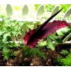 Smocza lilia - Dracunculus vulgaris