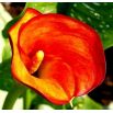Calla pomarańczowa - Orange