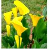 Calla Cream