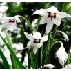 Acidanthera  Murielae - 20 szt.