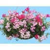 Pelargonia bluszczolistna - Speedy mixed - zwisająca