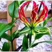 Glorioza  - Gloriosa