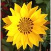 Gazania błyszcząca Sunshine