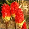 Kniphofia czerwono-żółta - Płonąca Pochodnia - 1 szt.