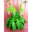Lilia ananasowa - Eucomis autumnalis - 2 szt.