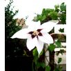 Acidanthera  Murielae - 20 szt.