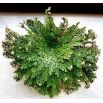 Róża jerychońska - Rose of Jericho