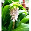 Lilia ananasowa - Eucomis autumnalis - 2 szt.