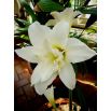 Hipeastrum - Amarylis - Jewel