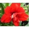 Hipeastrum - Amarylis - Red Peacock