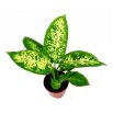 Diffenbachia mix - Dieffenbachia