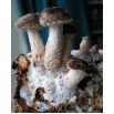 Shiitake - Grzyb długowieczności - grzybnia na kołkach