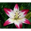 Lilia - Pink & White