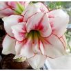 Hipeastrum - Amarylis - Aphrodite