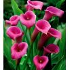 Calla różowa - Pink
