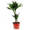 Dracena dermeńska, smokowiec - Dracaena dermensis Janet Craig (podwójna)
