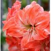 Hipeastrum - Amarylis - Lady Jane