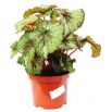 Begonia królewska, Ukośnica - Begonia rex