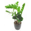 Zamia - Zamiokulkas zamiolistny - Zamioculcas zamifolia