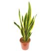 Sansewieria, Wężownica - Sansevieria laurentii (Język teściowej)