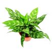 Aglaonema zmienna - Aglaonema commutatum