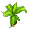 Dracena Wonna, Smokowiec - Dracena Fragrans Massangeana