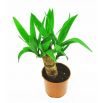 Juka - Yucca