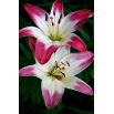Lilia - Pink & White