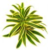 Dracena dermeńska, smokowiec - Dracaena dermensis Lemon Lime