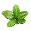 Fikus (Figowiec) sprężysty - Ficus elastica robusta
