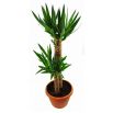 Juka - Yucca (podwójna)