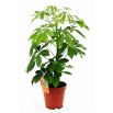 Szeflera - Schefflera