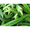 Okra, Ketmia jadalna Clemson Spineless