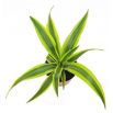 Dracena dermeńska, smokowiec - Dracaena dermensis Lemon Lime (mała)