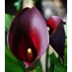 Calla Schwarzwalder