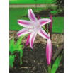 Crinum - Cintho Alfa