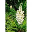 Juka karolińska - Yucca Filamentosa - 1 szt.