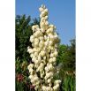 Juka karolińska - Yucca Filamentosa - 1 szt.