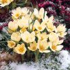 Krokus Cream Beauty - op. 10 szt.