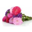 Aster peoniowy - mieszanka