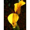 Calla żółta - Yellow