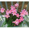 Habranthus robustus - 10 szt.