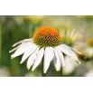 Rudbekia purpurowa o kwiatach białych