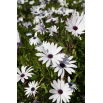 Osteospermum białe