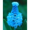 Szafirek błękitny - Muscari azureum - op. 10 szt.