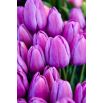 Tulipan Magic Lavender - op. 5 szt.
