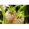Eucomis bicolor - Eukomis dwubarwny - 2 szt.